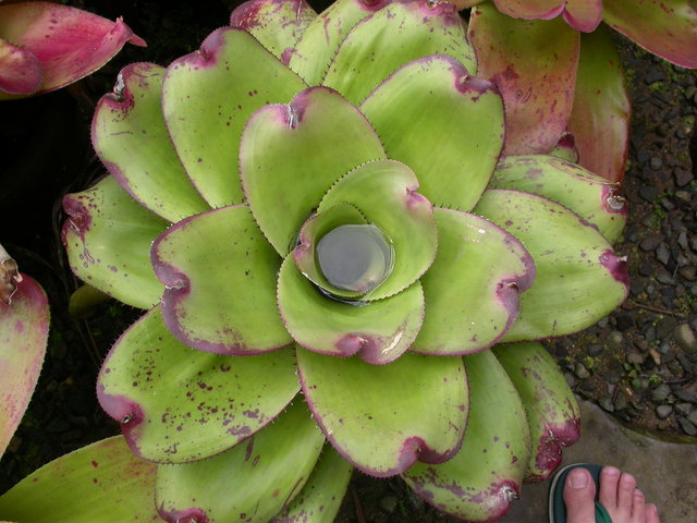 Bromeliad (Neoregelia)