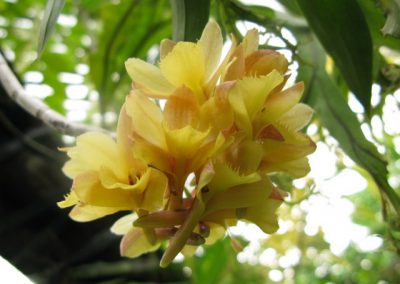 Orchid species – Philippines