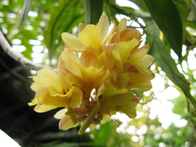Orchid species – Philippines