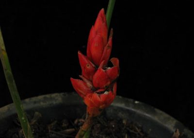 Zingiberaceae species – Philippines