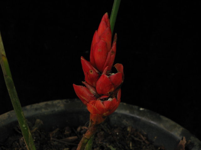 Zingiberaceae species – Philippines